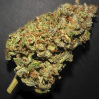Lemon AK (3 semena) Auto - Semena marihuany Fast Buds - detail na květ