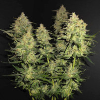 Lemon AK (3 semena) Auto - Semena marihuany Fast Buds - celá rostlina uvnitř