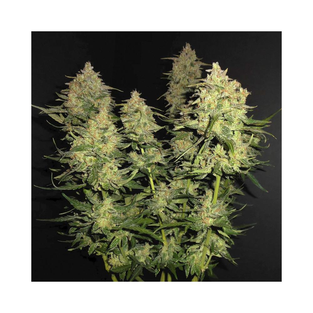 Lemon AK (3 semena) Auto - Semena marihuany Fast Buds - celá rostlina uvnitř