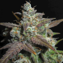 Lemon AK (3 semena) Auto - Semena marihuany Fast Buds - detail mě trichomy marihuany