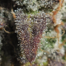 Lemon AK (3 semena) Auto - Semena marihuany Fast Buds - detail na pryskyřici marihuany