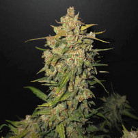 Lemon AK (3 semena) Auto - Semena marihuany Fast Buds - detail na celý květ konopí