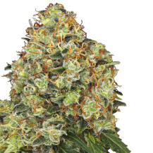 květ marihuany Sweet Tangerine Tango Automatic (3 semínka) - Konopná semena White Label Seed Company