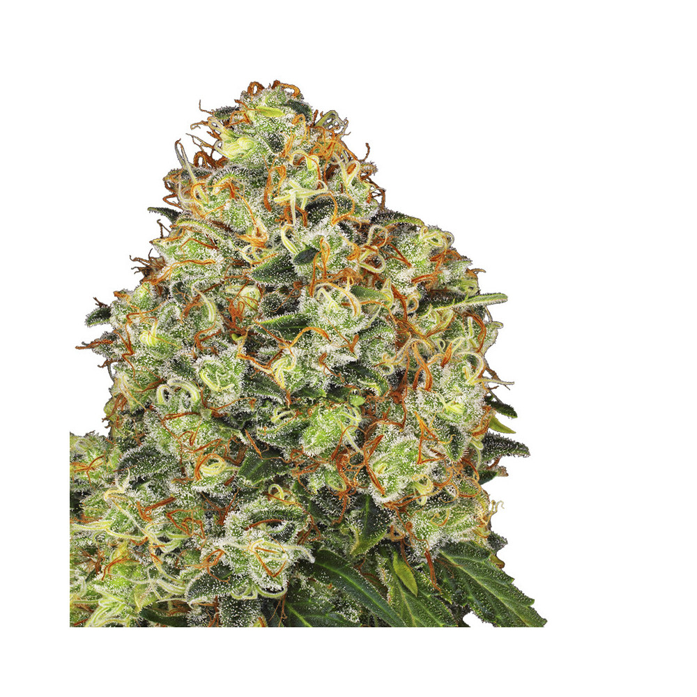 květ marihuany Sweet Tangerine Tango Automatic (3 semínka) - Konopná semena White Label Seed Company
