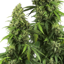 koblihy/puky marihuany Sensi Seeds Research odrůda Honey Melon Kush Automatic