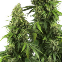 koblihy/puky marihuany Sensi Seeds Research odrůda Honey Melon Kush Automatic