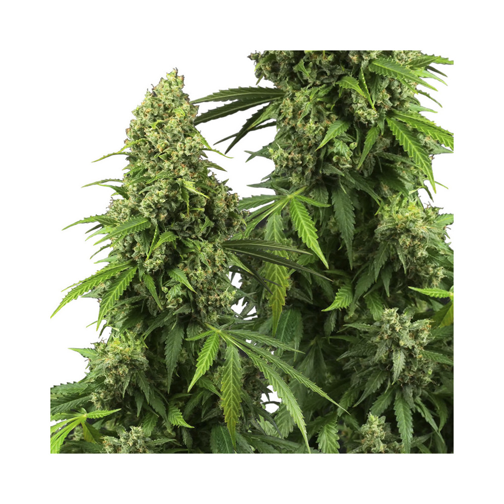 koblihy/puky marihuany Sensi Seeds Research odrůda Honey Melon Kush Automatic