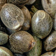 semena marihuany Sensi Seeds Research odrůda Honey Melon Kush Automatic