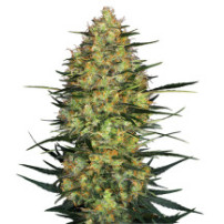 květ marihuany Caramellow Kush Automatic (3 semínka) - Semena marihuany Sensi Seeds Research