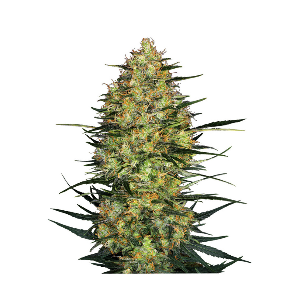 květ marihuany Caramellow Kush Automatic (3 semínka) - Semena marihuany Sensi Seeds Research