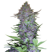 Purple Skunk Automatic (3 semínka) - Semena marihuany Sensi Seeds Research