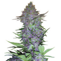Purple Skunk Automatic (3 semínka) - Semena marihuany Sensi Seeds Research