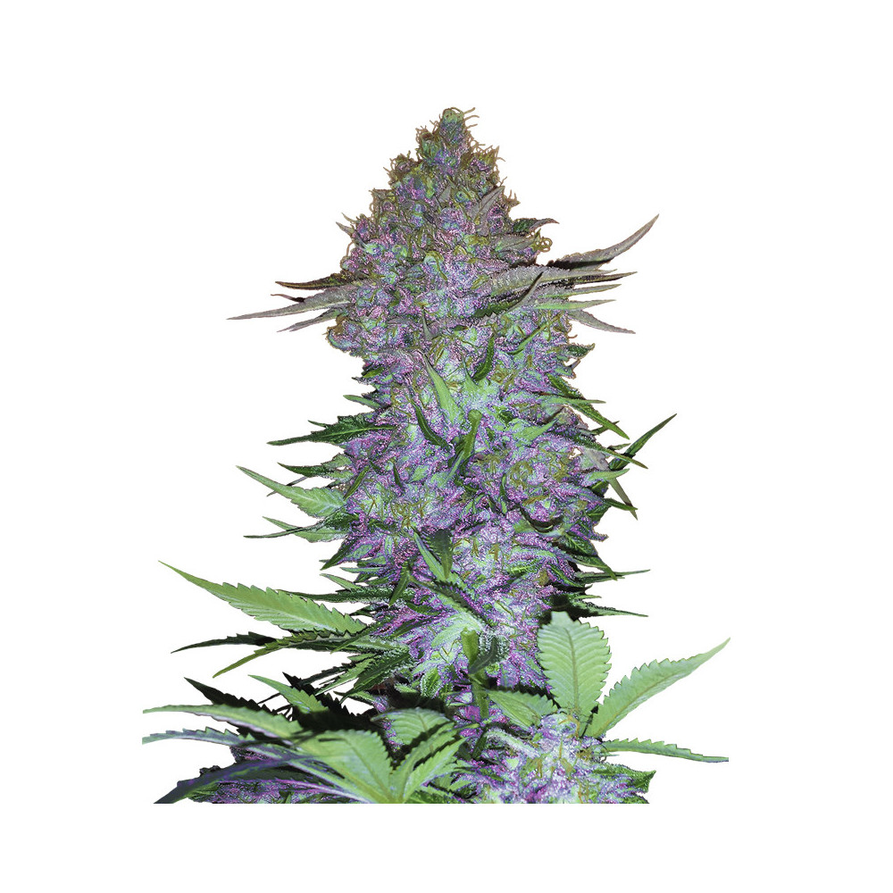 Purple Skunk Automatic (3 semínka) - Semena marihuany Sensi Seeds Research