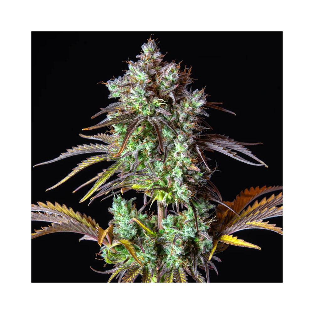Original Auto Big Bud (3 semena) Auto - Semena marihuany Fast Buds