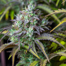 Original Auto Big Bud (3 semena) Auto - Semena marihuany Fast Buds