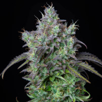 Original Auto Big Bud (3 semena) Auto - Semena marihuany Fast Buds