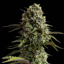 Original Skunk Auto (3 semena) - Semena marihuany Fast Buds