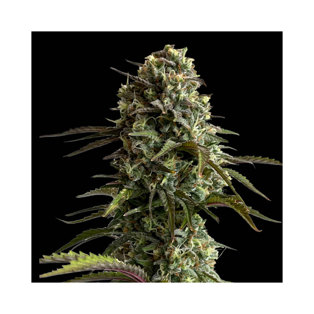 Original Skunk Auto (3 semena) - Semena marihuany Fast Buds