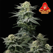 Semena marihuany Fast Buds GG4 Sherbet FF (3 semena)