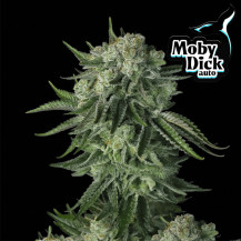 Semena marihuany Fast Buds Original Auto Moby Dick (3 semena)