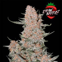 Semena marihuany Fast Buds Ztrawberriez (3 semena)