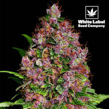 Purple Bud Feminizované Semínka - Vysoký Výnos