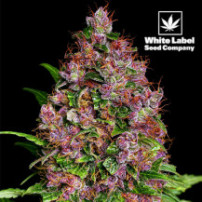 Purple Bud Feminizované Semínka - Vysoký Výnos