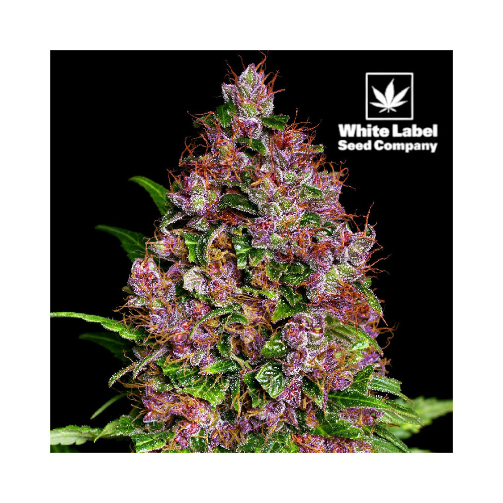 Purple Bud Feminizované Semínka - Vysoký Výnos