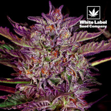 White Label - Purple Bud auto feminizované (3 semena)
