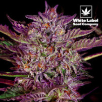 White Label - Purple Bud auto feminizované (3 semena)