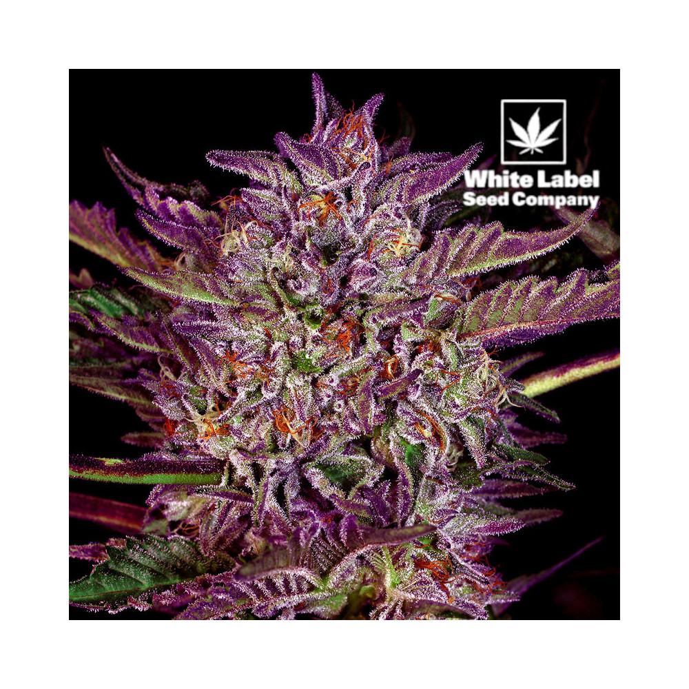 White Label - Purple Bud auto feminizované (3 semena)