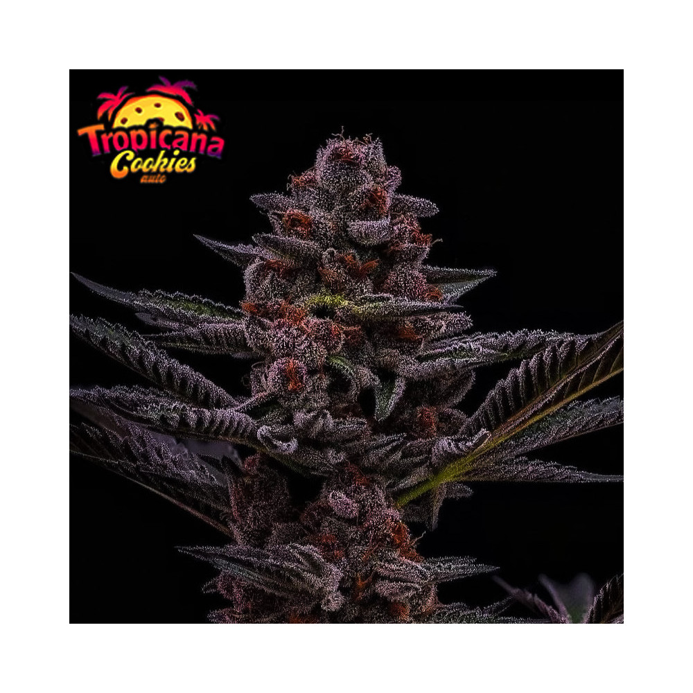 FB Tropicana Cookies FF (3 semena)