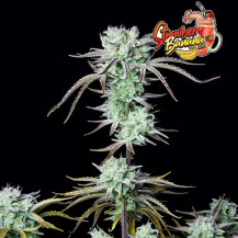 FB Strawberry Banana Auto (3 semena)