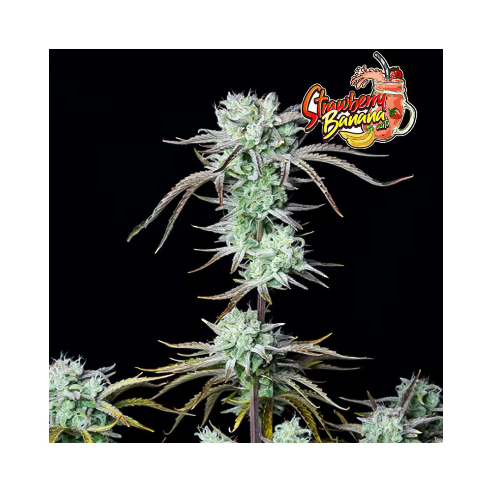 FB Strawberry Banana Auto (3 semena)