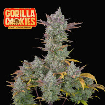 FB Gorilla Cookies FF (3 semena) - výnos