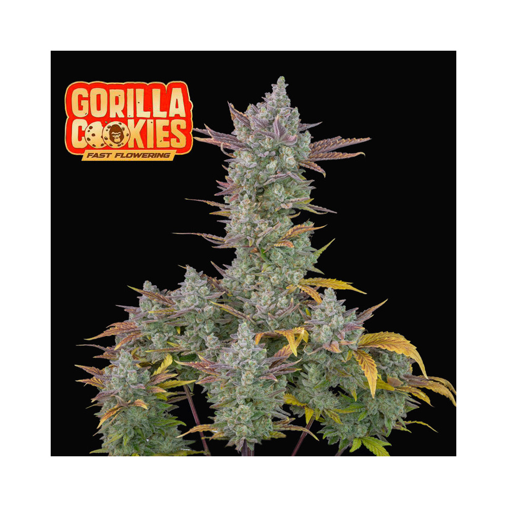 FB Gorilla Cookies FF (3 semena) - výnos