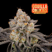 Fast Buds Gorilla Cookies (3 semena) - Feminizované