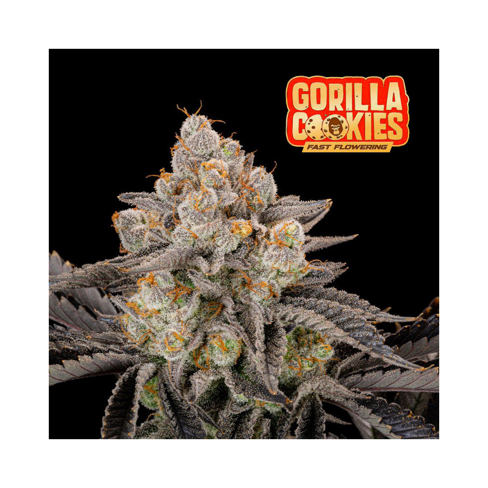 Fast Buds Gorilla Cookies (3 semena) - Feminizované