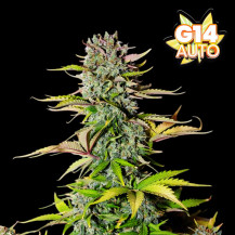 Fast Buds G14 (3 semena) - Feminizované