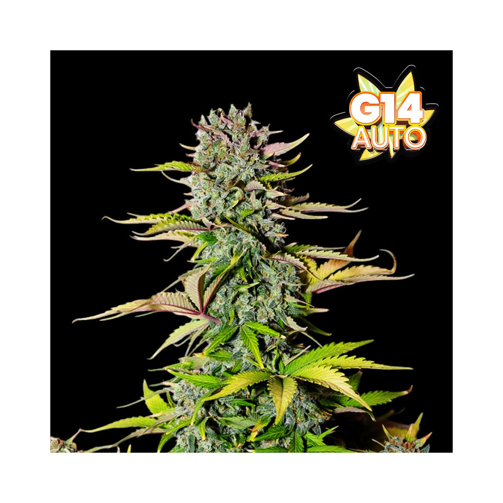 Fast Buds G14 (3 semena) - Feminizované