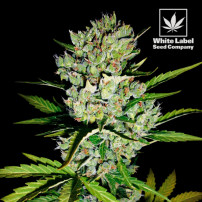 WL - Super Skunk automatic feminised (3 semínka)