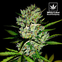 WL - Skunk no.1 automatic feminised (3 semínka)