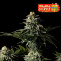 Fast Buds Orange Sherbet FF (3 semena) - Feminizované