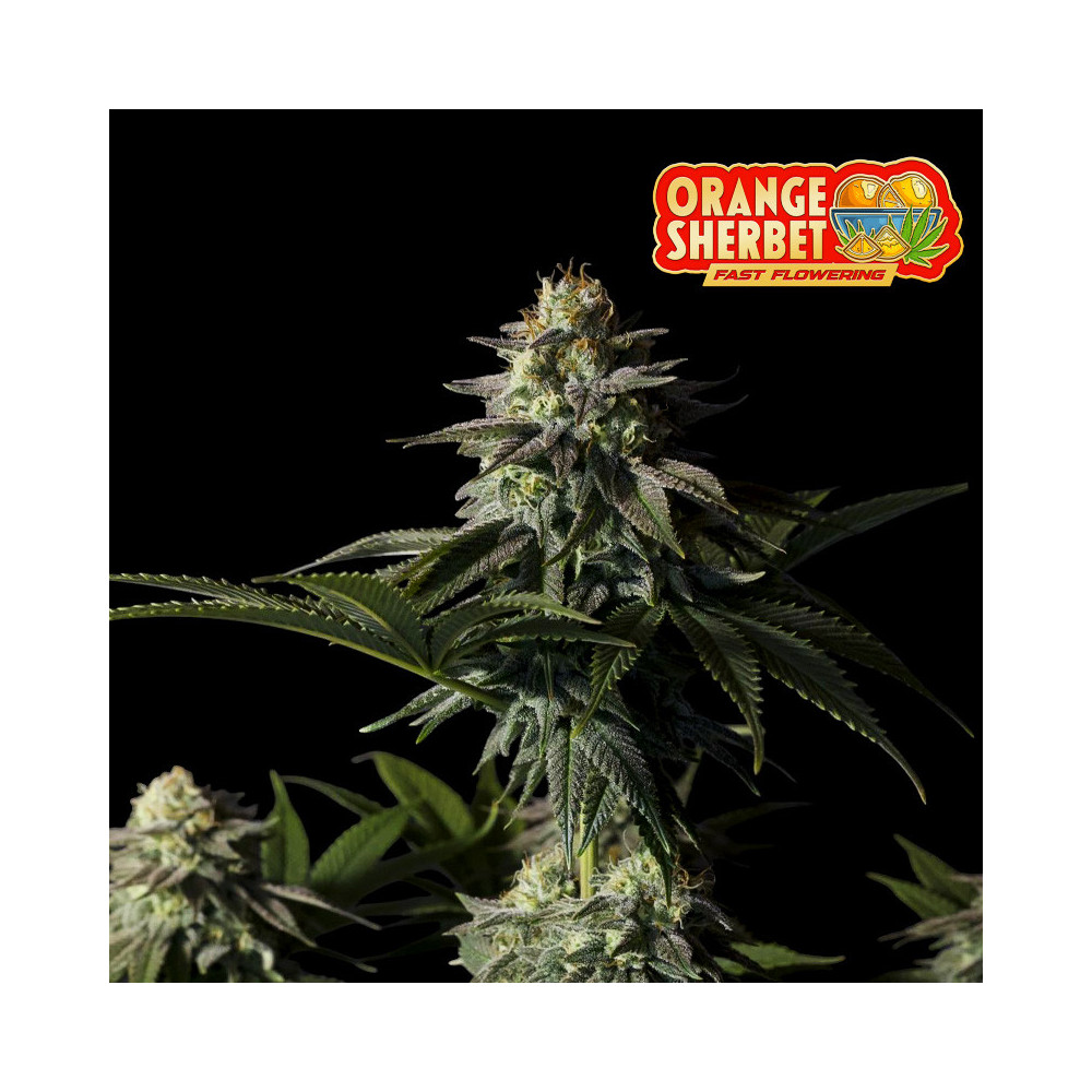 Fast Buds Orange Sherbet FF (3 semena) - Feminizované