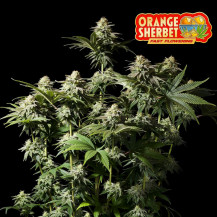 Fast Buds Orange Sherbet FF (3 semena) - Feminizované - pohled na květ