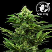 Sensi Seeds Afghán Pearl CBD Fem. (3 semena) - Automatické - květ