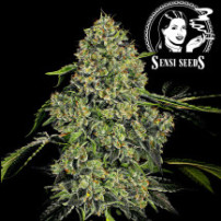 White Label OG Kush (3 semena) - Automatické - květ