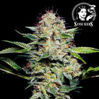 Sensi Seeds Sensi Skunk Fem. (3 semena) - Automatické - květ