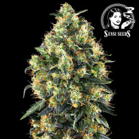 Super Skunk Automatizovaný Semena marihuany Sensi Seeds Seeds - květ / kobliha